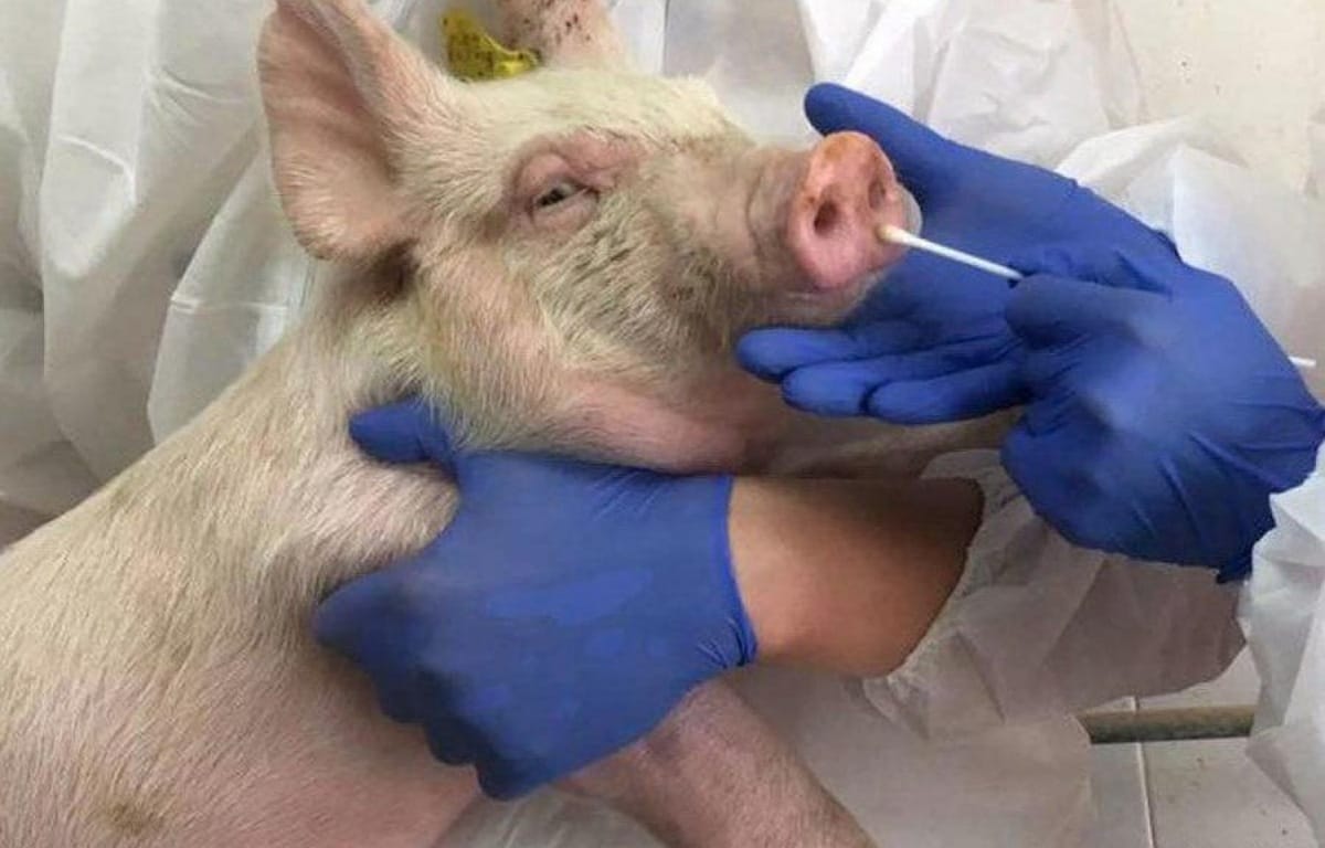 Gripe porcina