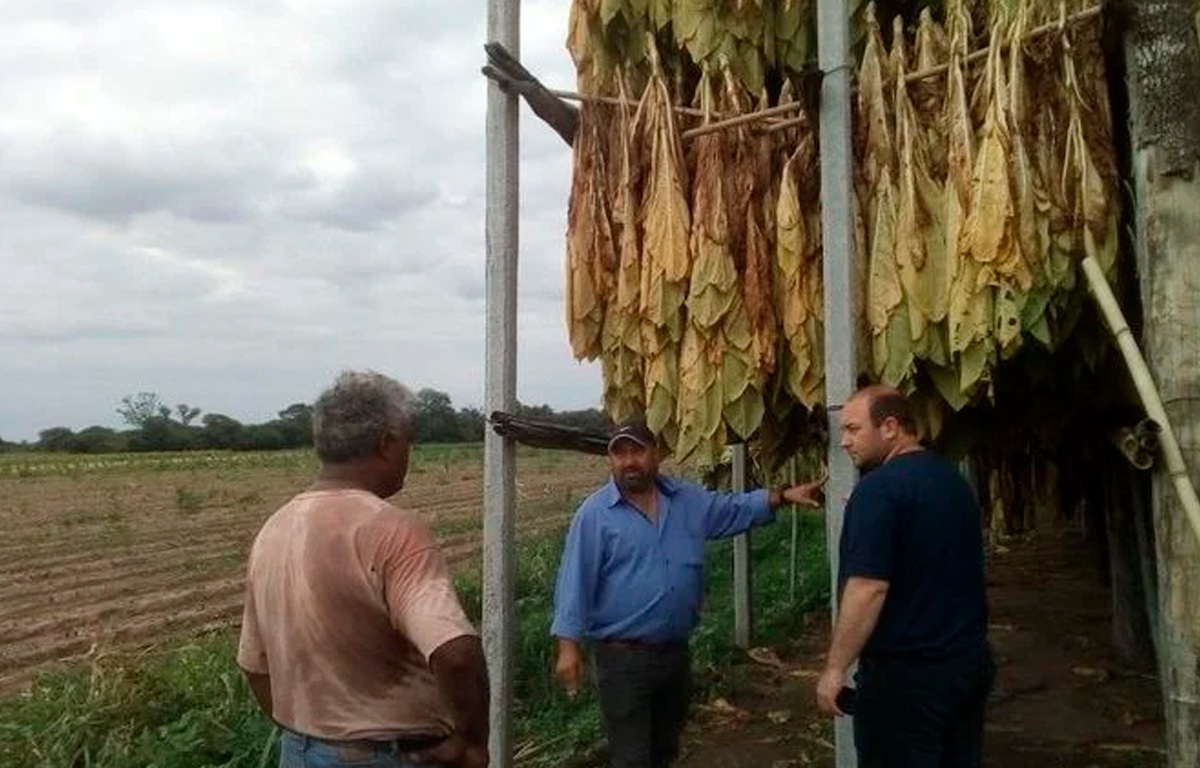 Tabacaleras