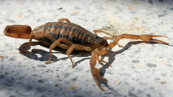 alacranes en Catamarca