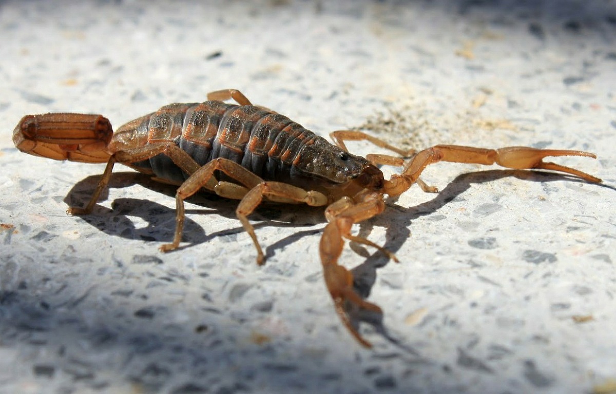 alacranes en Catamarca