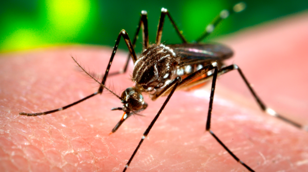 dengue en Catamarca