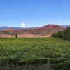 Viñedos de la bodega Federico Mena Saravia en Hualfín