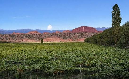 Viñedos de la bodega Federico Mena Saravia en Hualfín
