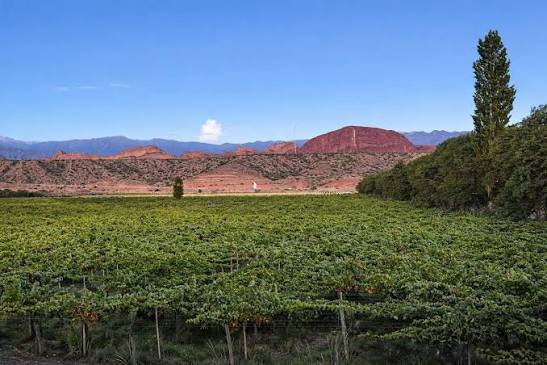 Viñedos de la bodega Federico Mena Saravia en Hualfín